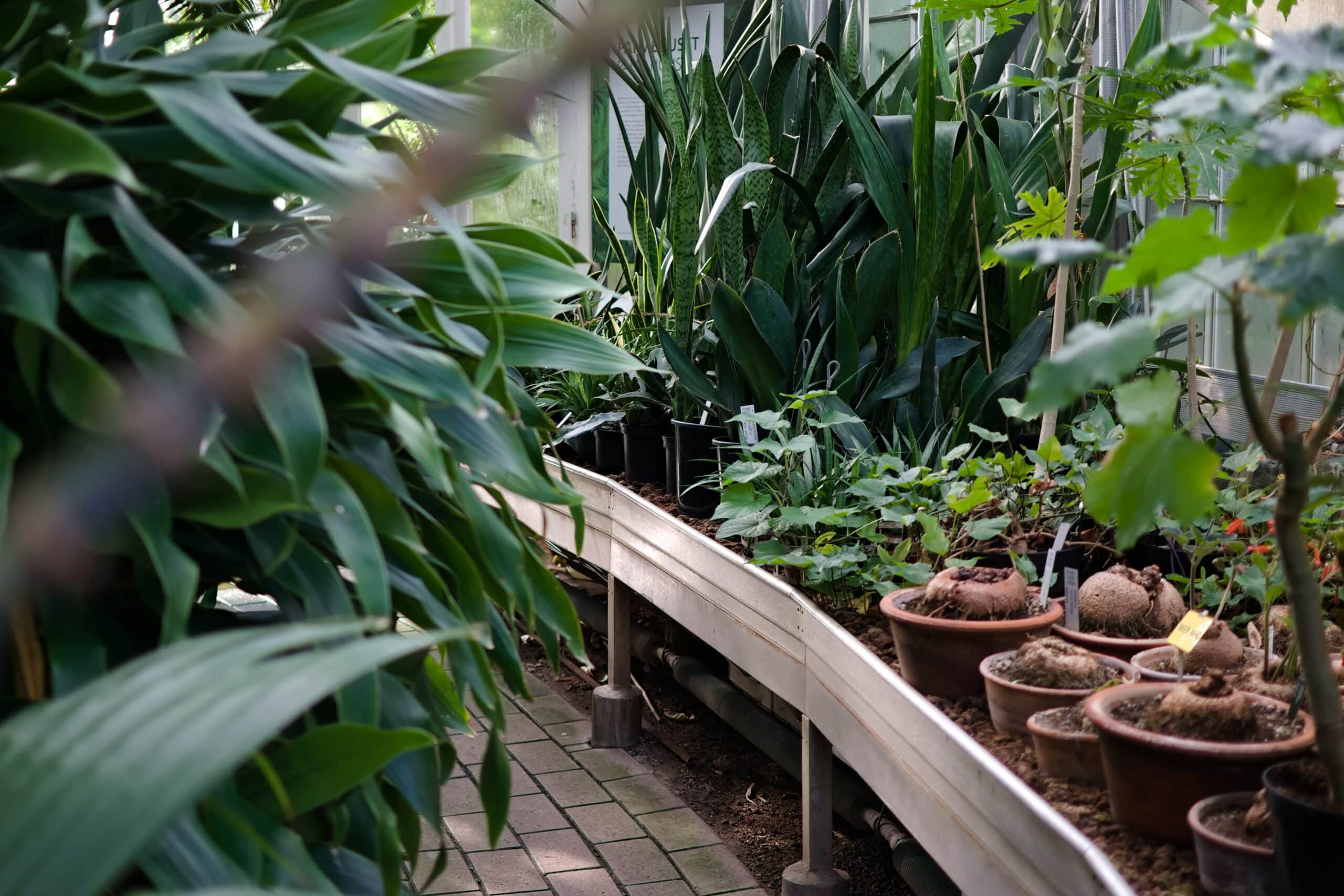 Plants in a green house